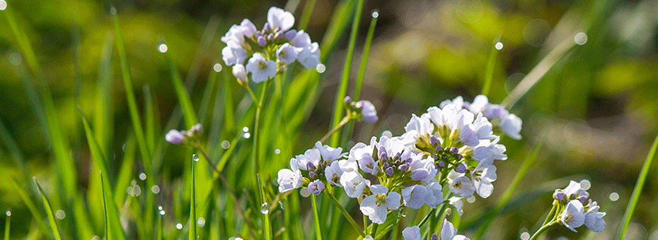 Blühendes Wiesenschaumkraut in der Wiese im März