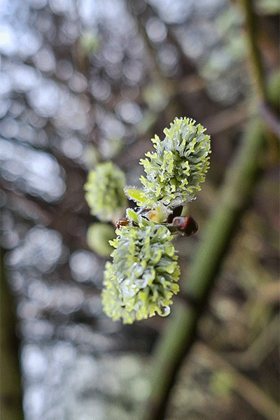 Weidekätzchen mit Tautropfen