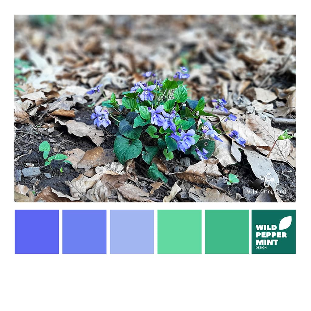 Farbpalette, Farbinspiration, Grün, Blauviolett, Grün und Blau kombiniert, Veilchenblau, Frühlingsgrün als Firmenfarben, Farben für Corporate Design