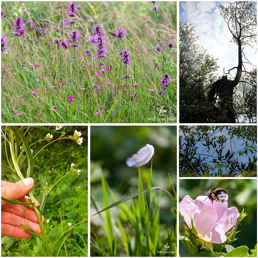 Natur inspiriert für Grafikdesigns