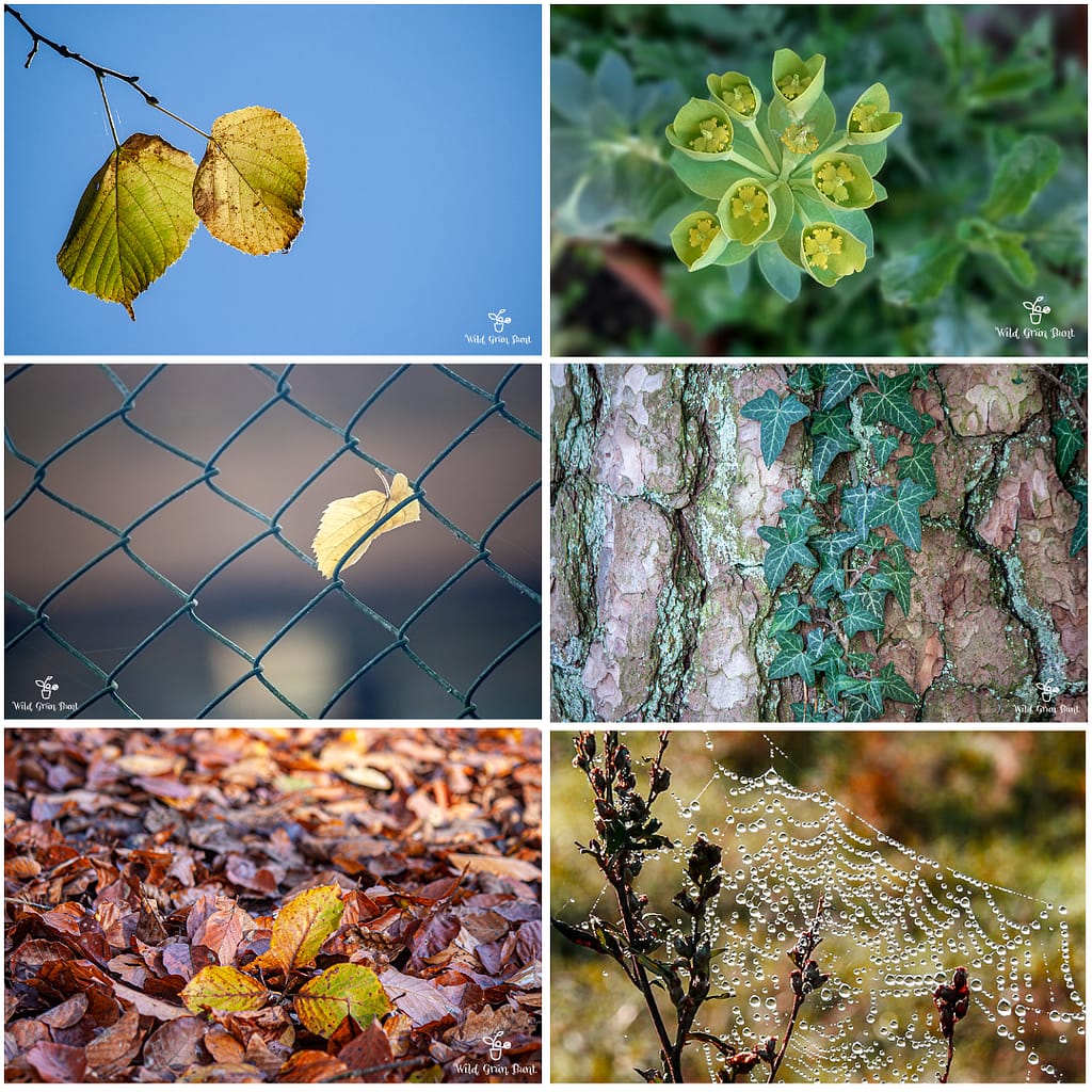 Inspiriert von der Natur für natürliches Design