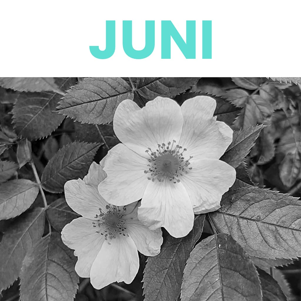 Juni - Hundsrose