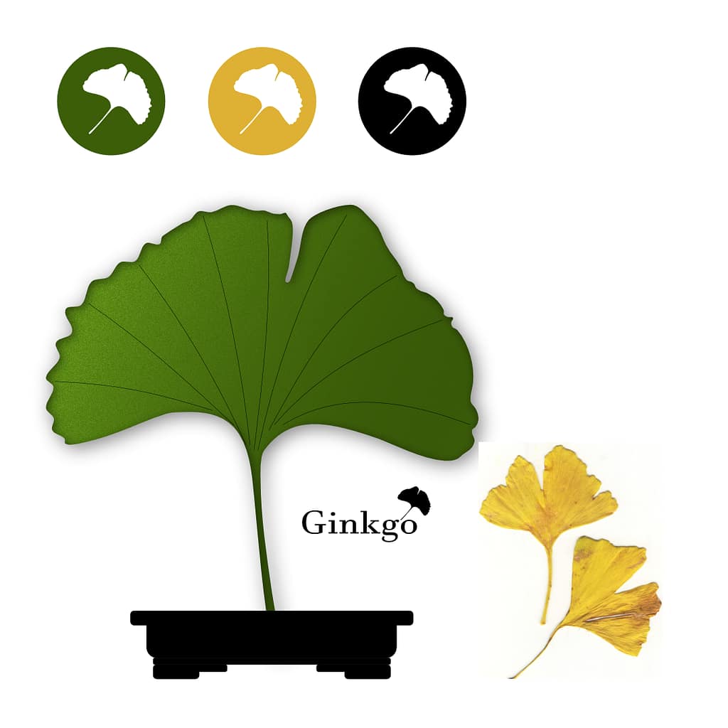 natürliches Logo Ginkgo