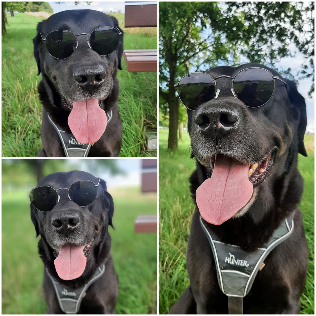 Cooler Labrador Retriever, Bürohund Remo