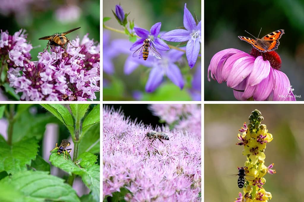 Nachhaltiger Eingangsbereich mit Wildblumen und Insektenbesuch