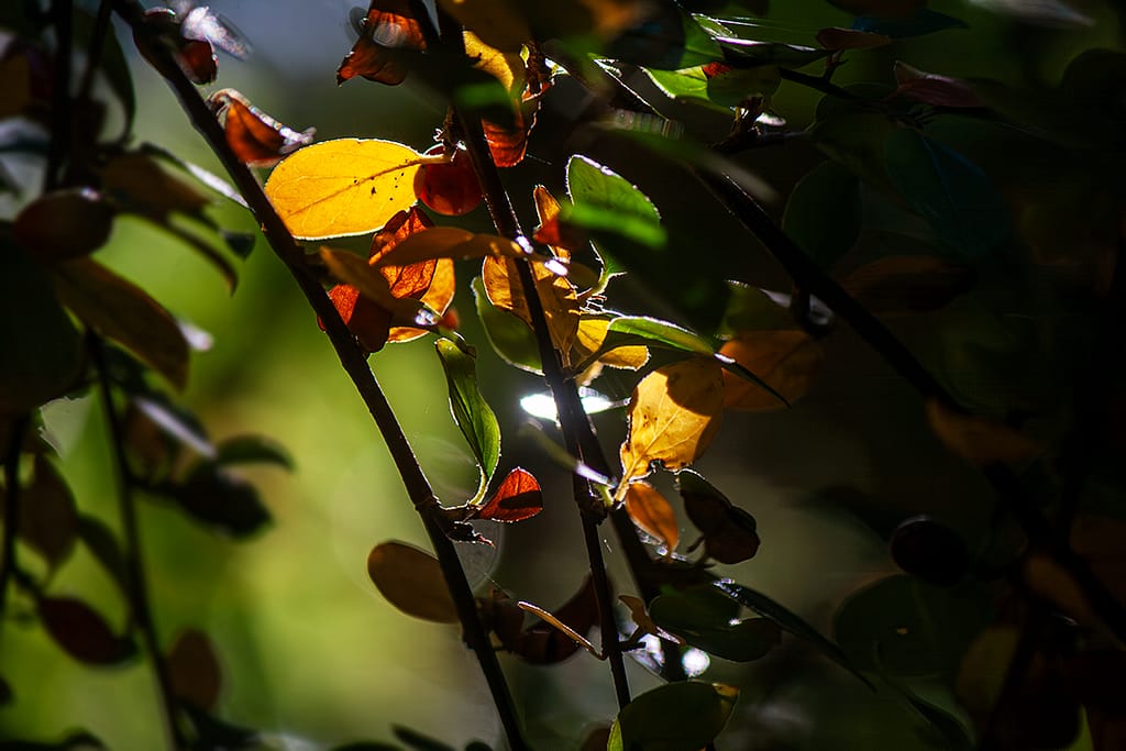 Oktobersonne, Bunte Blätter im Gegenlicht - wildpeppermint-design.de
