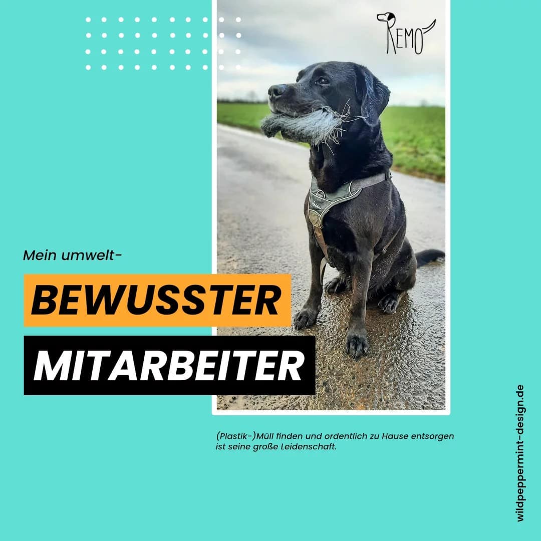 umweltbewusst durchs Leben geben, Plastikmüll einsammeln, Labrador Retriever im Einsatz für den Umweltschutz