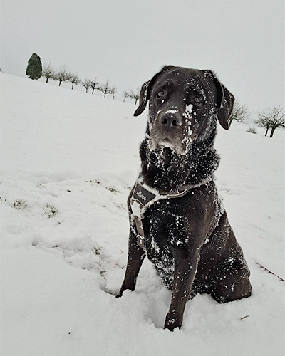 Morgenrunde mit Hund im Schnee