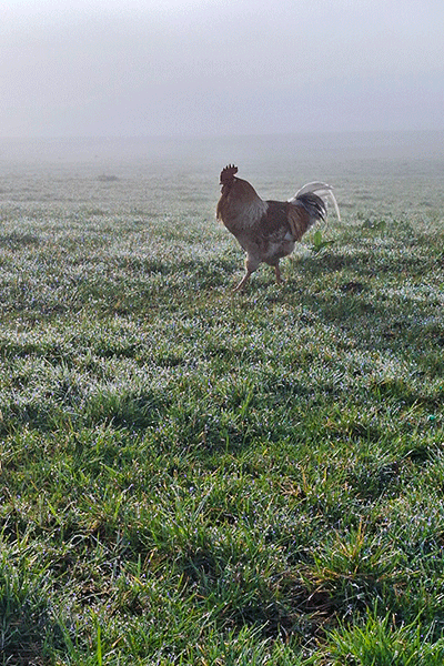 Ein Hahn auf der Wiese mit Morgentau, Nebel und Sonne