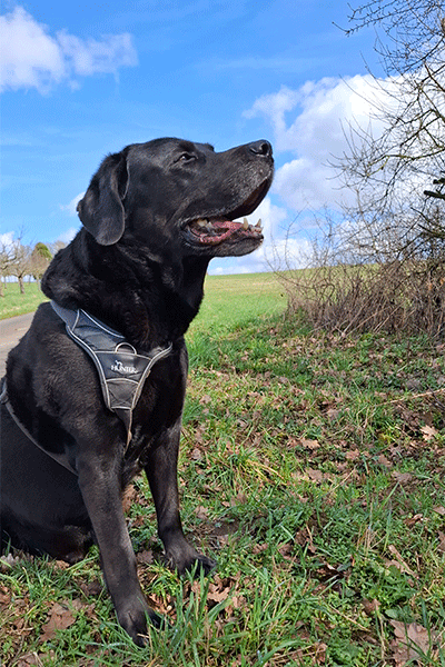 ein schwarzer Labrador Retriever auf einer Wiese, blauer Himmel mit ein paar Wolken
