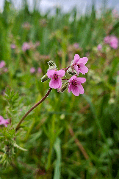 Am Wegrand entdeckt: ein kleines Geranium-Gewächs