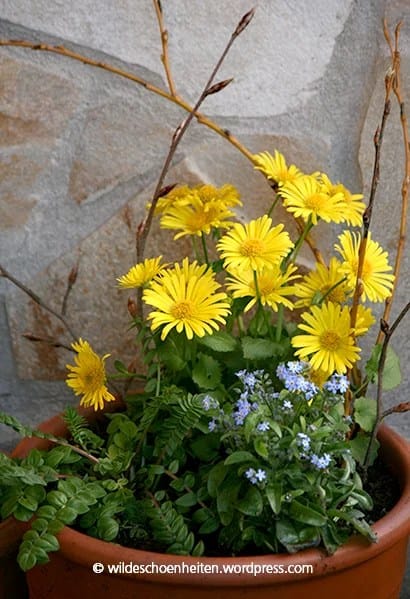 Nachhaltiger Eingangsbereich mit Wildblumen
