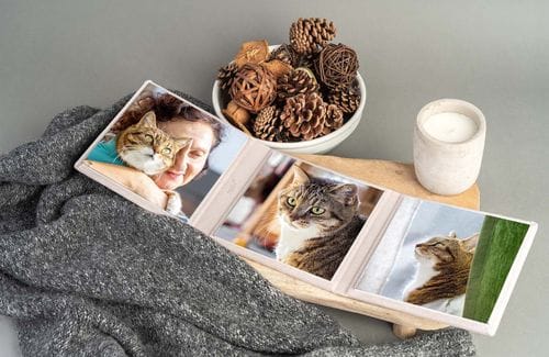 Lifestyle-Fotografie: Business-Frauen und ihre Katzen