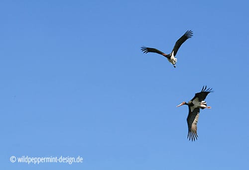 Umwelt und Natur: Schwarzstörche
