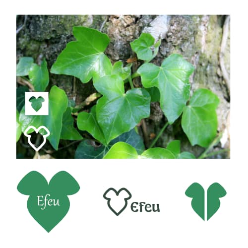 natürliches Logo Efeu