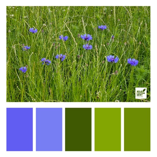 Branding-Farben, eine Farbpalette für Natürlichkeit, Frische, Klarheit