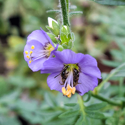 Wildbienen an Jakobsleiter