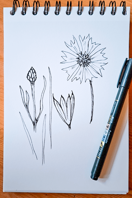 Sketchbook, Skizze Kornblume, Ideen für natürliches Logo-Design