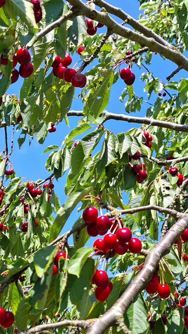 Reife Kirschen am Baum
