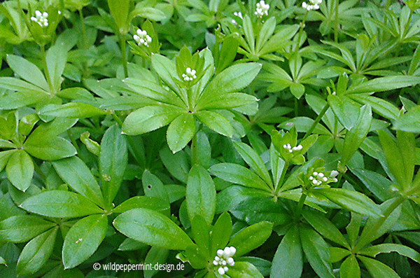 Waldmeister