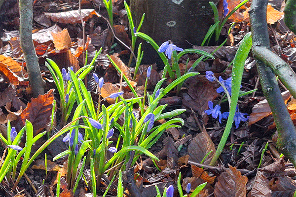 Blausternchen in der Hecke