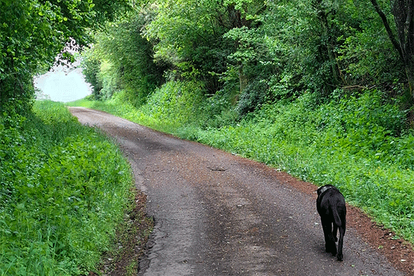 12 von 12 - Start in Tag mit der Morgenrunde mit dem Hund, durch die maigrüne Hecke