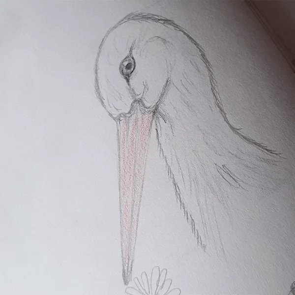 Weißstorch, Bleistiftskizze