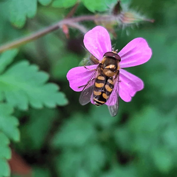 Schwebfliege am Stinkenden Storchschnabel