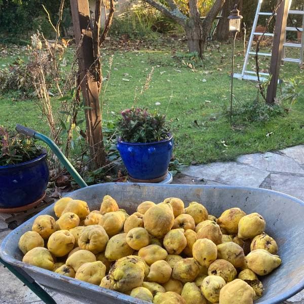 Grünes Storytelling - Wie Nachhaltigkeit lebendig und authentisch wird