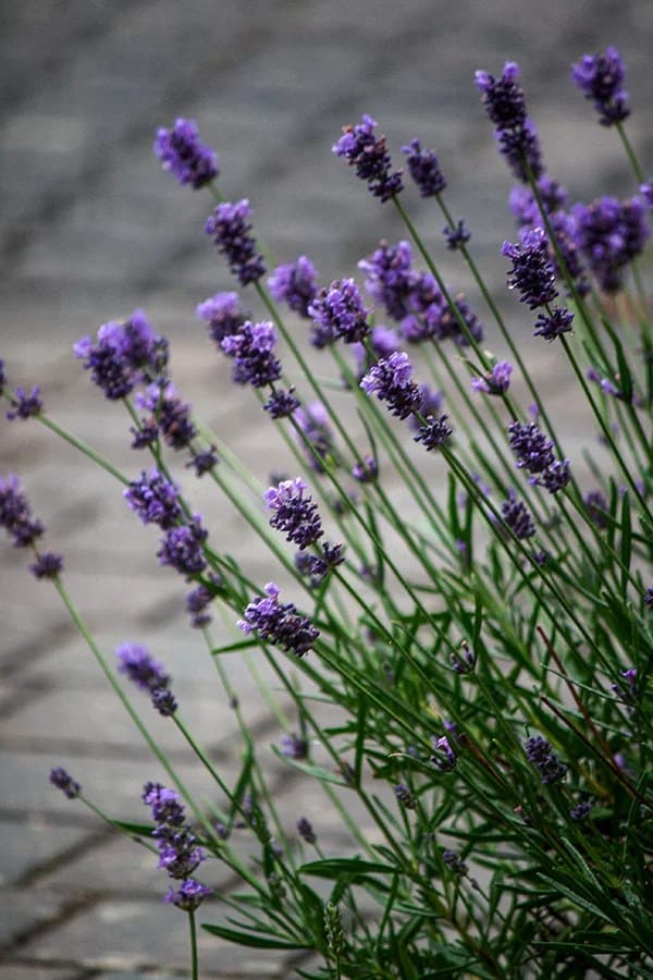 Lavendel
