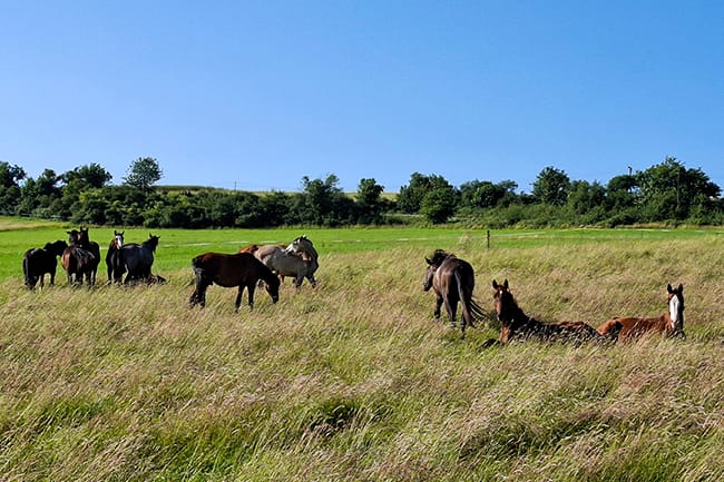 Junge Pferde auf der Sommerwiese