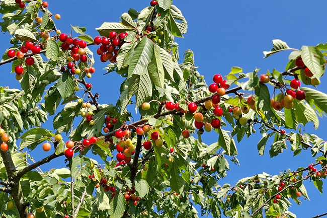 Reife Kirschen am Baum
