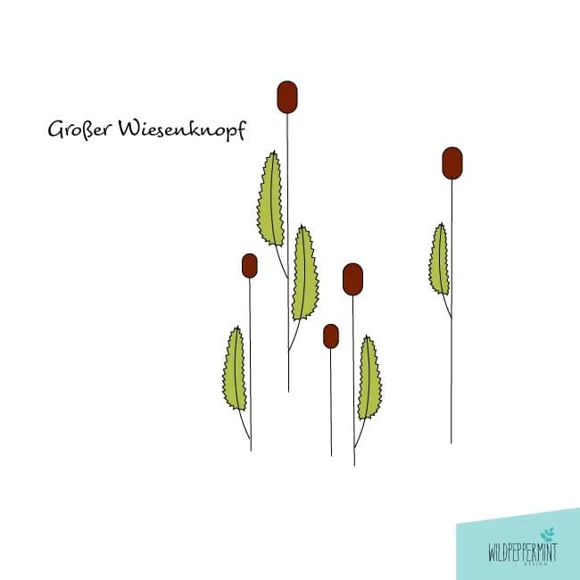 Natur inspiriert - Wiesenknopf grafische Illustration