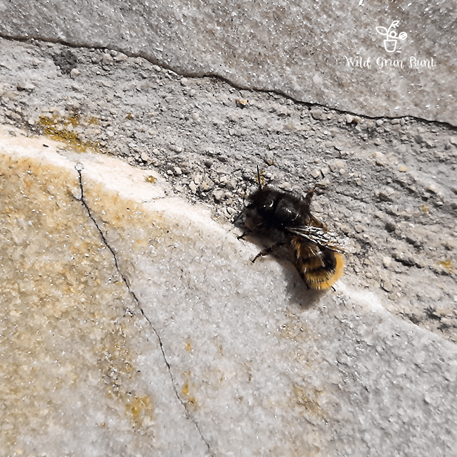 Umwelt und Natur: Gehörnte Mauerbiene