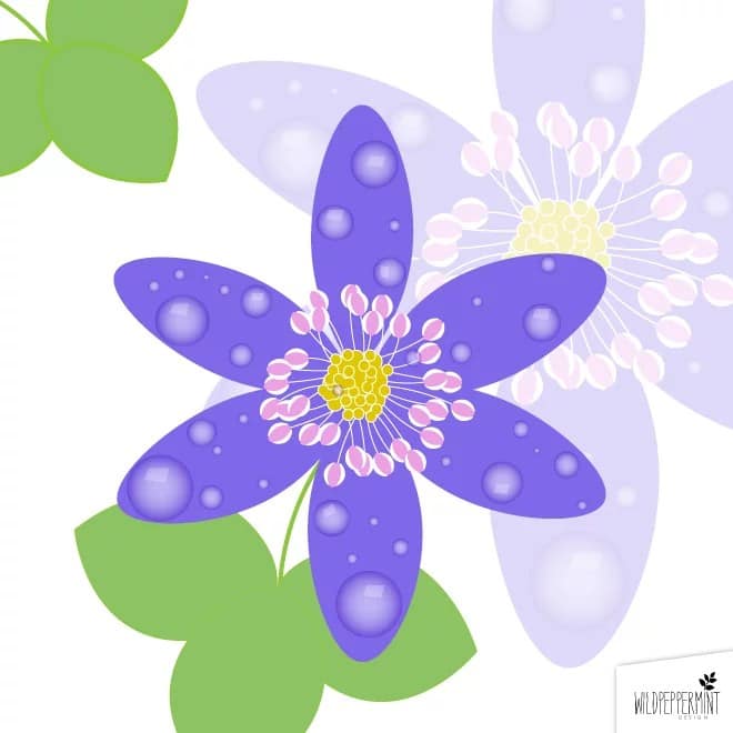 Natur inspiriert - Leberblümchen als grafische Illustration