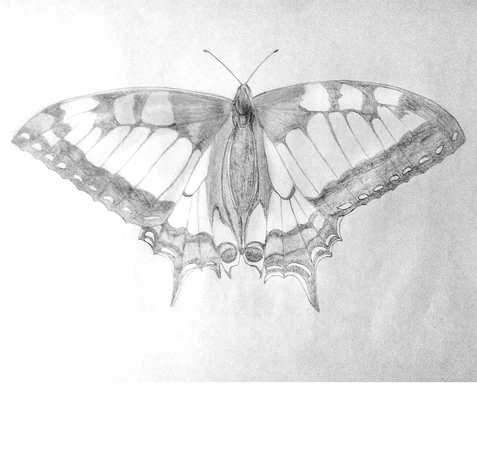 Kindheitsträume, eine Bleistiftzeichnung Schmetterling