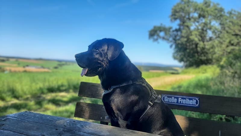 Monatsrückblick August 2024 - kleine Auszeit