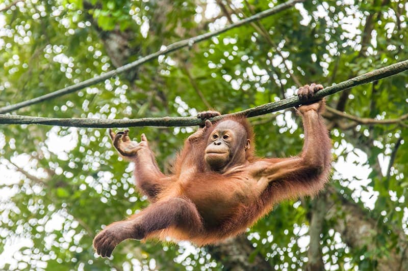 Baumpflanzungen. Orang Utan. 