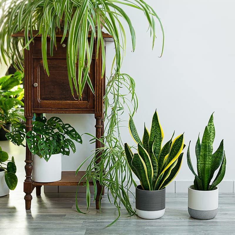 Pflanzen für ein gutes Raumklima - Feng Shui