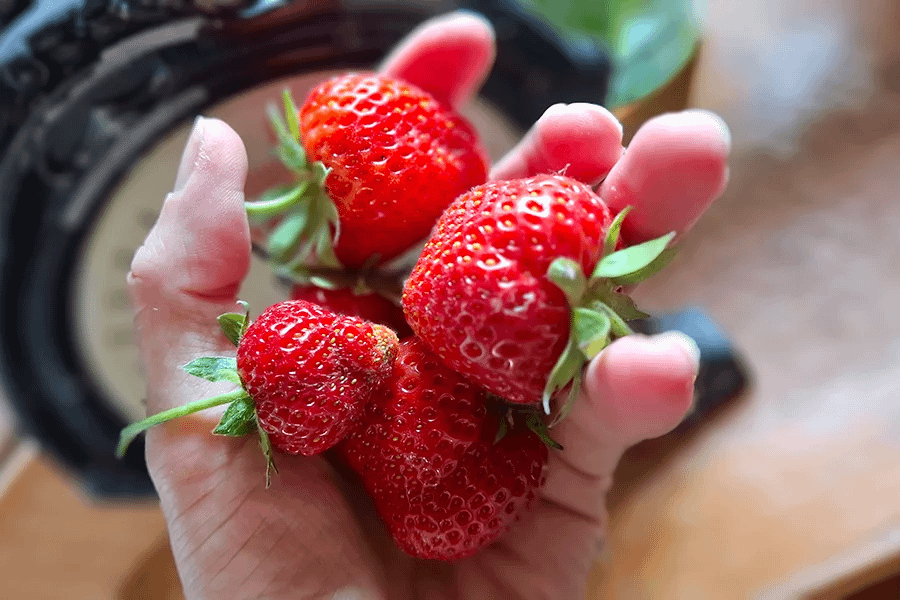 Erdbeeren aus dem Topfgarten