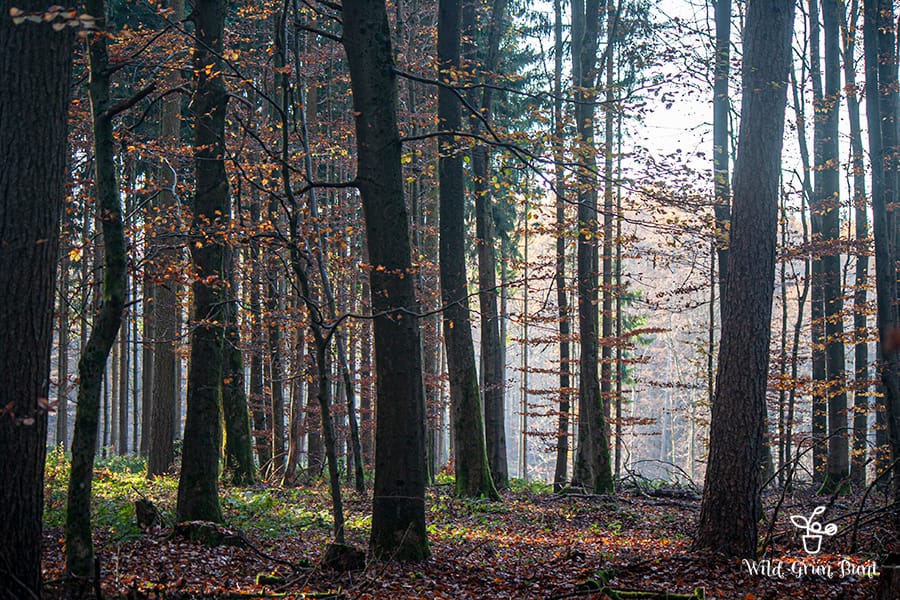 Büdinger Wald im Herbst