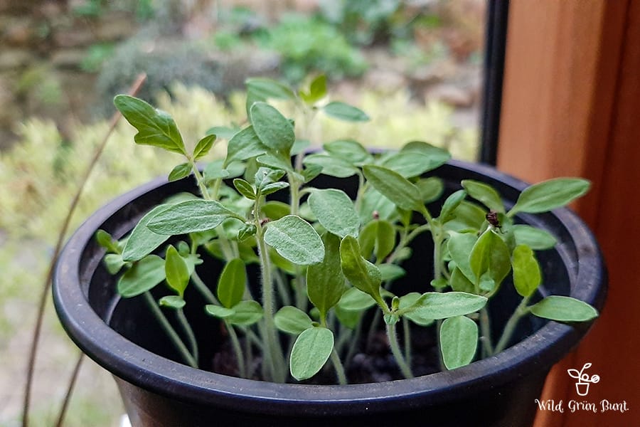 Tomatensämlinge als Metapher für das sich Entwickeln und wachsen einer Marke