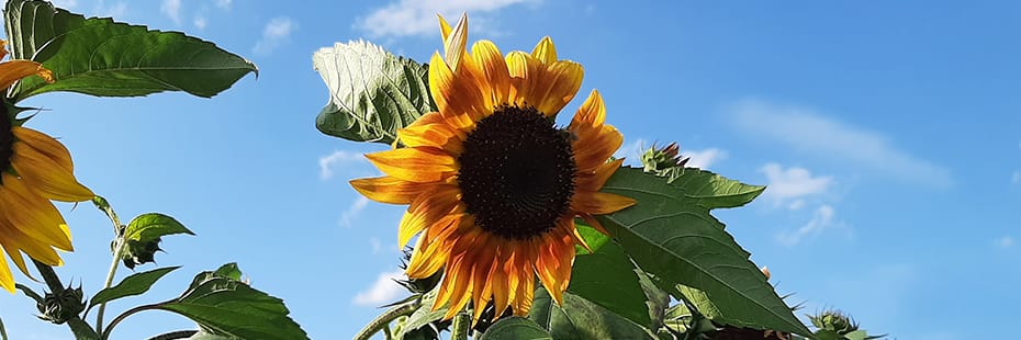 Beitragsbild 12 von 12 August 2024