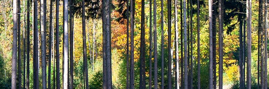 Beitragsbild Baumpflanzungen