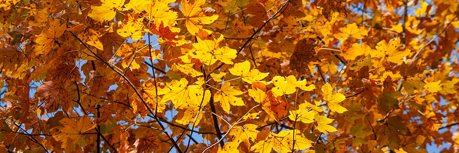 Beitragsbild Monatsrückblick Oktober