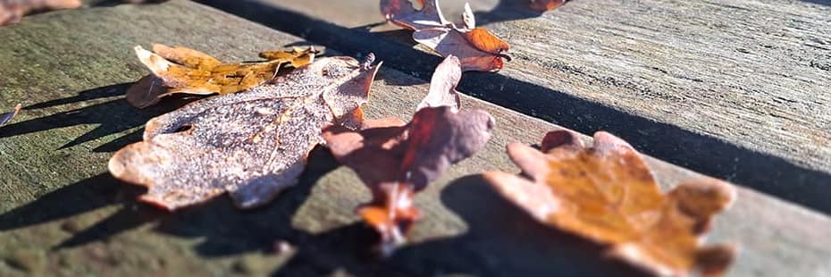 Beitragsbild Monatsrückblick November