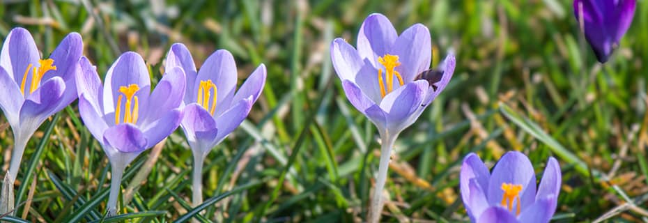 Natur inspiriert - Wildkrokusse im Vorfrühling