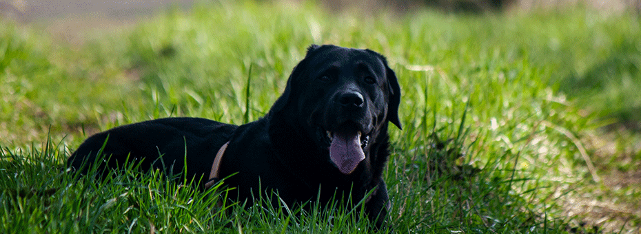 Umwelt und Natur - Labrador im FrĂĽhlingsgras