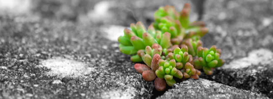 Beitragsbild Umfrage Nachhaltigkeit im Business