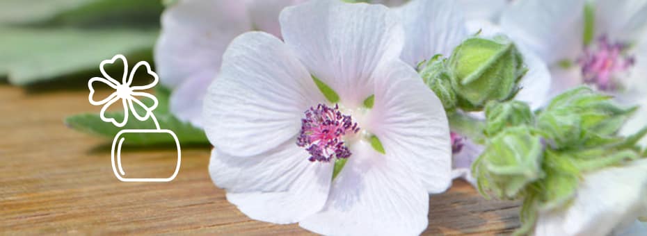 Beitragsbild Branding freies Projekt